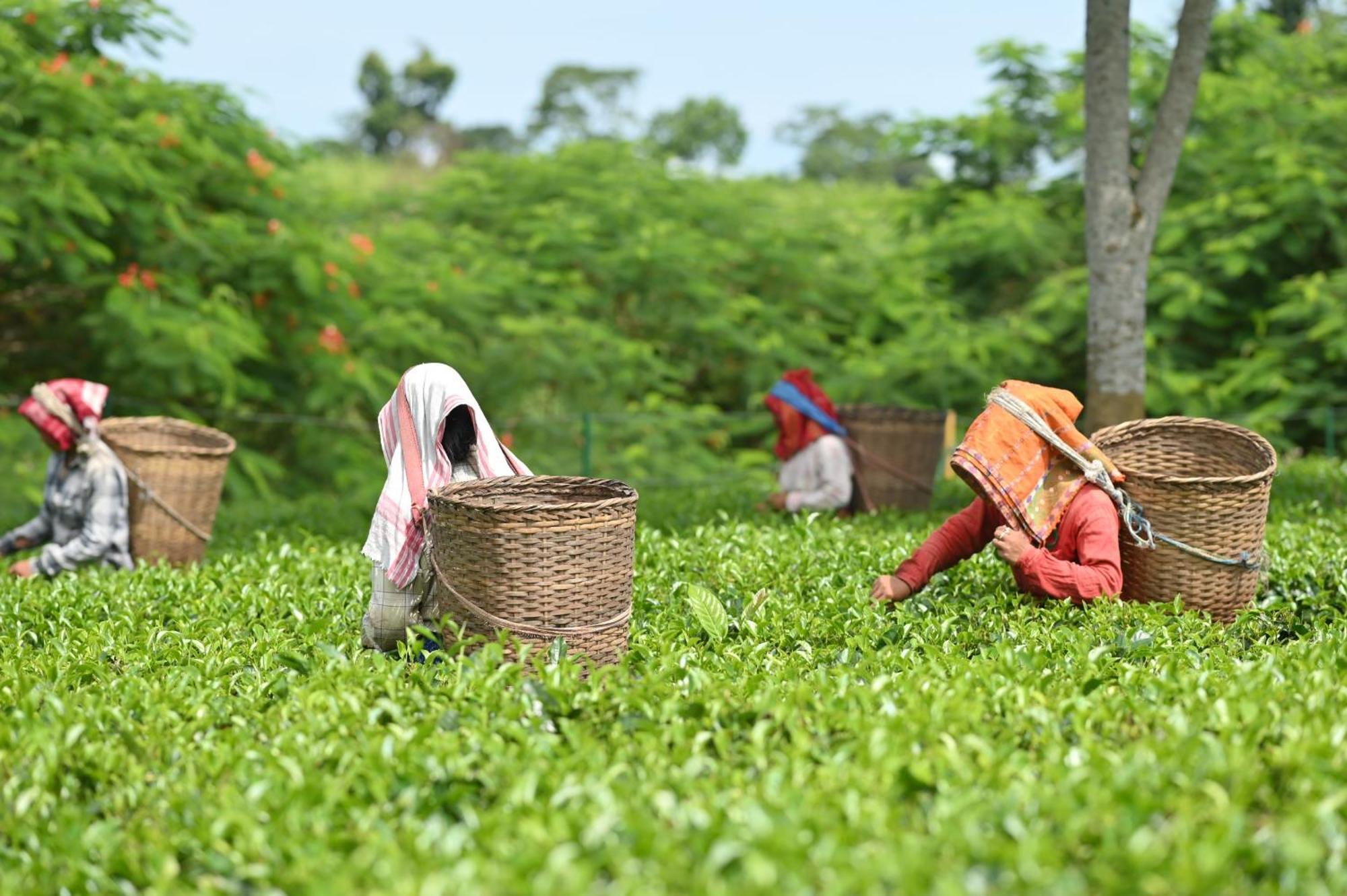 Vaani Greens Wildlife Resort, Kaziranga Kuthari Экстерьер фото